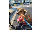 Adopt Peanut a Tan/Yellow/Fawn - with White Australian Cattle Dog / Mixed dog in