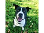 Adopt Burney a Black - with White Pit Bull Terrier / Mixed dog in Redding