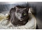 Adopt Gresham a Russian Blue / Mixed (short coat) cat in New Orleans