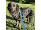 Adopt Dorothy Mae a Merle Australian Shepherd / Mixed dog in Birmingham