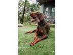 Adopt Zuis a Brown/Chocolate - with Black Doberman Pinscher / Mixed dog in