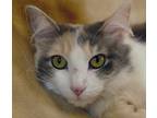 Adopt ZINNIA a Gray or Blue Domestic Mediumhair / Mixed Breed (Medium) / Mixed