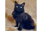 Adopt SUGAR a All Black Domestic Longhair / Mixed Breed (Medium) / Mixed (short