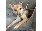 Adopt Everest fka Hopie a Tan/Yellow/Fawn Icelandic Sheepdog / Whippet / Mixed