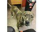 Adopt KNUCKLE HEAD a Brindle Boxer / Mixed Breed (Medium) / Mixed (short coat)