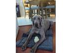 Adopt Bear a Gray/Blue/Silver/Salt & Pepper Weimaraner / Mixed dog in South