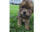 Adopt MJ a Brown/Chocolate - with Black Poodle (Toy or Tea Cup) / Lhasa Apso /
