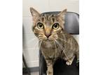 Adopt Iris a Gray, Blue or Silver Tabby American Shorthair / Mixed (short coat)