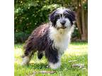 KATY Old English Sheepdog Young Female