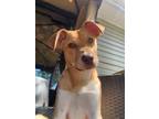 Adopt Honey a Collie / Hound (Unknown Type) / Mixed dog in Little Rock