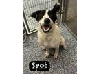 Adopt Spot a Border Collie / Mixed Breed (Medium) / Mixed dog in Maumelle