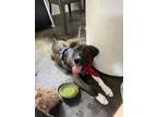 Adopt Boots a Brown/Chocolate - with White Mutt / Mixed dog in Atlanta