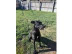 Adopt Journey a Black Great Dane / Mixed dog in Evanston, WY (41451167)