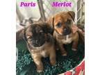 Paris Chihuahua Puppy Female