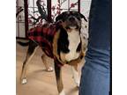 Adopt Lola a Black - with Tan, Yellow or Fawn Australian Shepherd / Boxer /