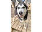 Adopt Galileo a Black Husky / Mixed Breed (Medium) / Mixed (short coat) dog in
