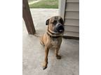 Adopt King a Tan/Yellow/Fawn American Staffordshire Terrier / Mixed dog in