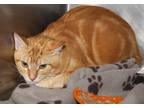 Adopt Mr. Crocker a Orange or Red Tabby Domestic Shorthair (short coat) cat in