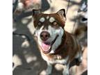 Everest May Husky Adult Female