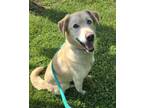 Piper Labrador Retriever Adult Female