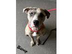Adopt Bishop a Tan/Yellow/Fawn Catahoula Leopard Dog / Mixed Breed (Medium) /