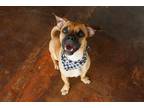 Adopt Simon a Tan/Yellow/Fawn - with Black Pug / Mixed dog in San Antonio