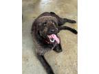 Adopt Max a Brown/Chocolate Poodle (Standard) / Labrador Retriever / Mixed dog