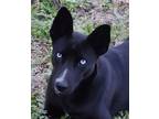 Adopt Pixie a Black Husky / Mixed dog in Eastman, GA (41133568)