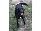 Adopt Taylor a Black - with White Labrador Retriever / Mixed dog in Eastman