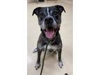 Adopt Buster a Brown/Chocolate Boxer / American Pit Bull Terrier / Mixed (short