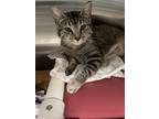 Adopt Tidbit a Brown Tabby Domestic Shorthair / Mixed Breed (Medium) / Mixed