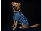 Adopt Gypsy a Red/Golden/Orange/Chestnut Golden Retriever / Mixed dog in
