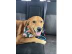 Adopt Atlas PKA Red a Red/Golden/Orange/Chestnut - with White Golden Retriever /