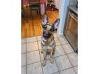 Adopt Bane a Black - with Brown, Red, Golden, Orange or Chestnut German Shepherd