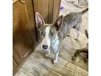 Adopt Rainy a Brindle - with White Whippet / Basenji / Mixed dog in Prior Lake