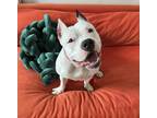 Adopt Molly a Mixed Breed (Large) / Mixed dog in New York, NY (41450768)