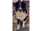 Adopt Ranger a Tricolor (Tan/Brown & Black & White) Australian Shepherd / Mixed