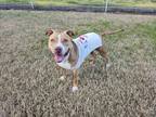 Adopt Peaches a Staffordshire Bull Terrier dog in Oakdale, CA (41198400)