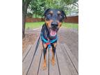 Adopt Loki a Black - with Tan, Yellow or Fawn Doberman Pinscher / Mixed dog in