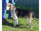 Adopt Rescue Bob a Tricolor (Tan/Brown & Black & White) Beagle / Mixed dog in