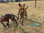 Adopt Binky a Brown/Chocolate Mixed Breed (Small) / Golden Retriever / Mixed