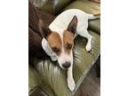 Adopt Bailey (Bonnie) a White - with Brown or Chocolate Pit Bull Terrier /