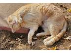 Adopt Junior a Spotted Tabby/Leopard Spotted American Shorthair / Mixed cat in