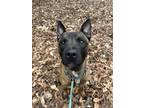 Adopt TRIGGER a Tricolor (Tan/Brown & Black & White) Belgian Malinois / Mixed