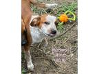 Adopt Madame a Foxhound / Australian Cattle Dog / Mixed dog in Tahlequah