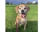 Adopt Mike a Pug / Beagle dog in Aurora, CO (40383509)