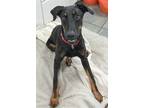 Adopt Mario 3234 a Black - with Brown, Red, Golden, Orange or Chestnut Doberman