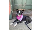 Adopt Bindi a Black - with White Terrier (Unknown Type, Medium) / Pointer /