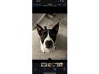 Adopt Mikey a Black - with White Border Collie / Mixed dog in Jacksonville