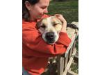 Adopt Glen a Tricolor (Tan/Brown & Black & White) Anatolian Shepherd / Mixed dog
